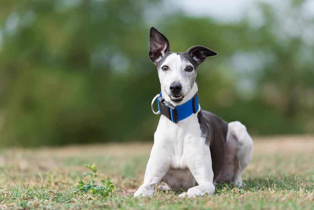 Diagnose Windhund lebenslange Leinenpflicht?: Mobben Wind die liebsten Hobbys unserer Klauen Jagen hunde 