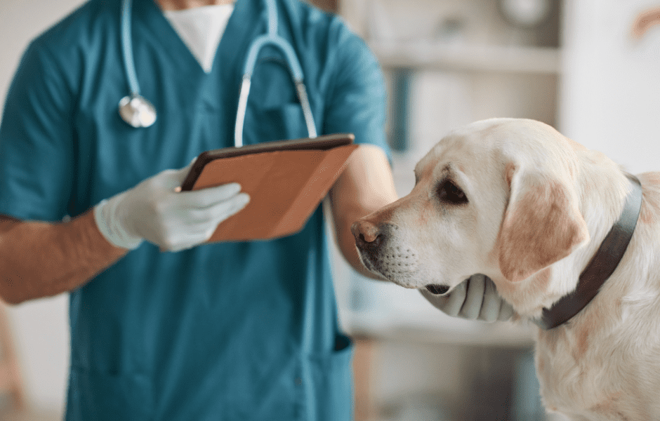 Ab zum Tierarzt