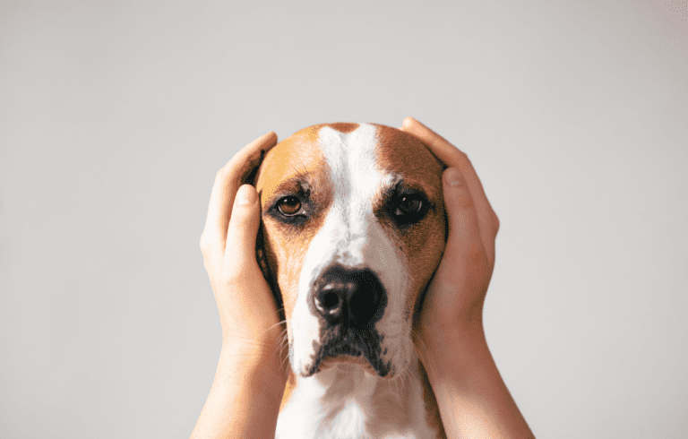 Hund Bellt Bei Jedem Geräusch Im Treppenhaus 【ᐅ】Hund bellt bei jedem Geräusch: Ursachen & Lösungen 2022