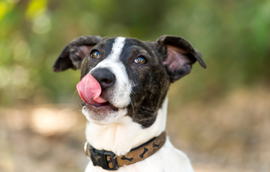 Hund säubert Zunge