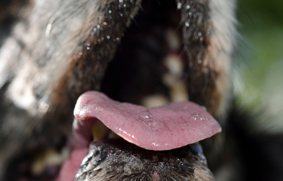 Dein Hund hat Schaum vorm Mund