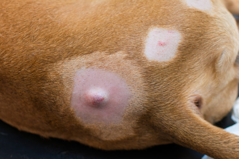 Beweglicher Knubbel unter Hundehaut Top 10 Gründe