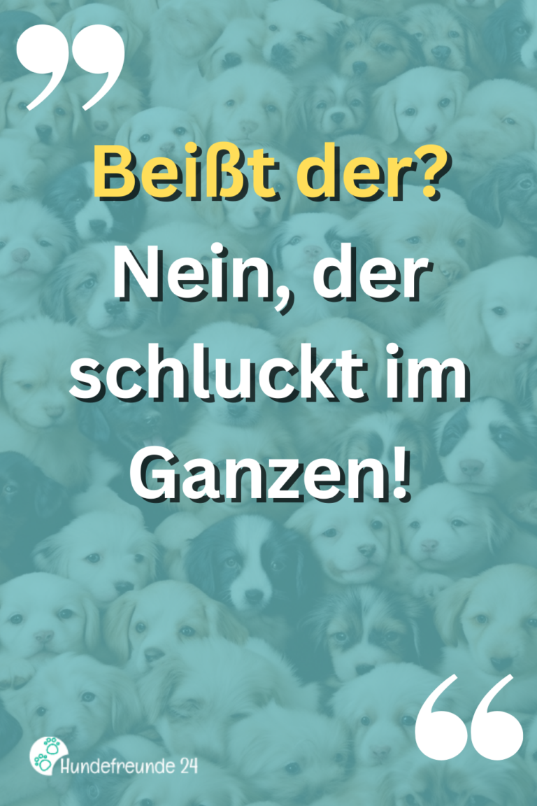 Kurze Hundesprüche Lustig, ernst, wahr Hundefreunde 24