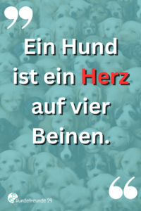 Kurze Hundesprüche Lustig, ernst, wahr Hundefreunde 24