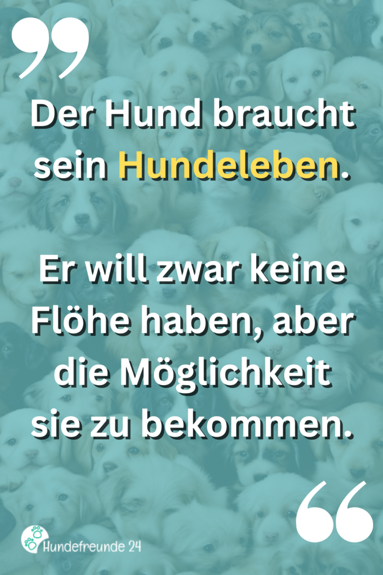 Kurze Hundesprüche Lustig, ernst, wahr Hundefreunde 24