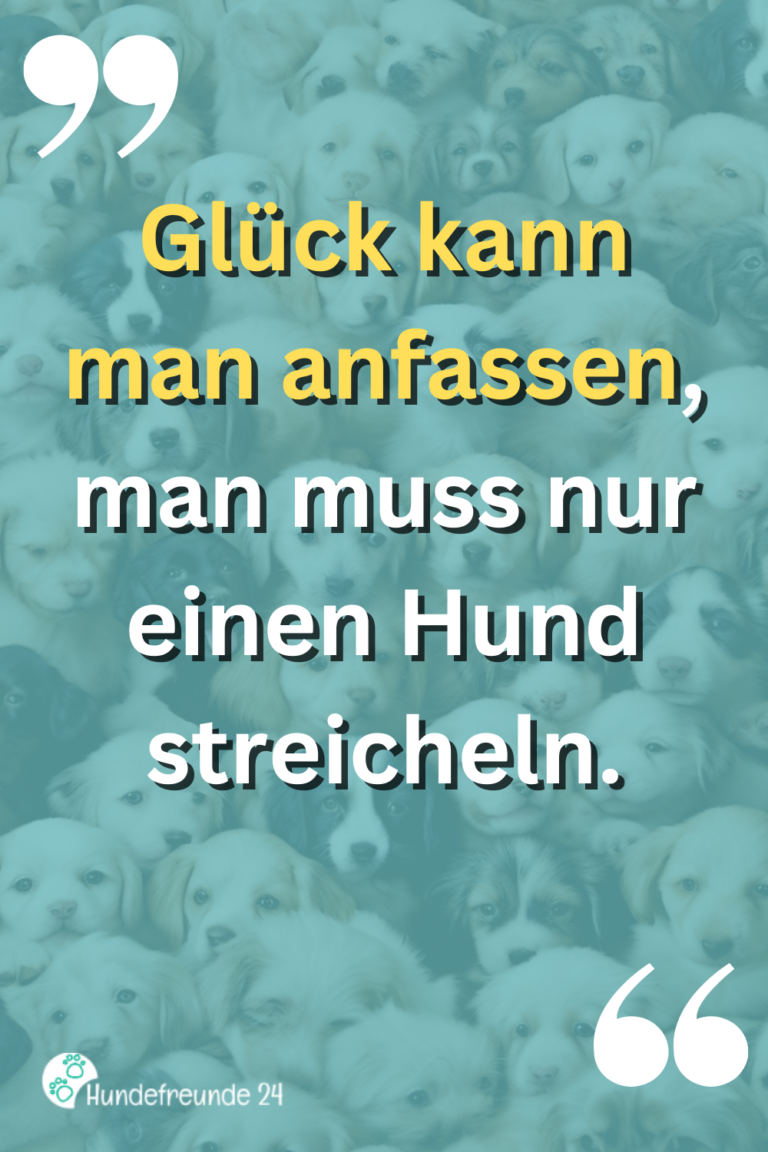 Kurze Hundesprüche Lustig, ernst, wahr Hundefreunde 24