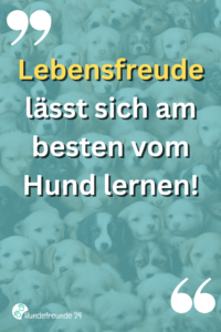 Kurze Hundesprüche Lustig, ernst, wahr Hundefreunde 24