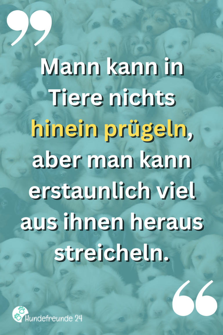 Kurze Hundesprüche Lustig, ernst, wahr Hundefreunde 24
