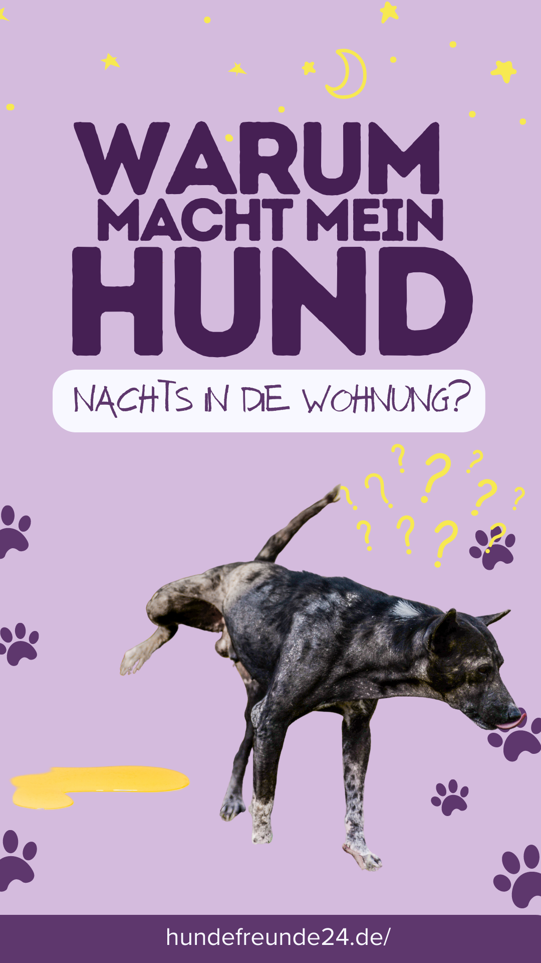 Hund macht nachts in die Wohnung Ursachen & Lösungen