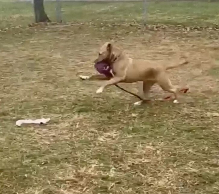 Hund spielt mit Frisbee im Gras.