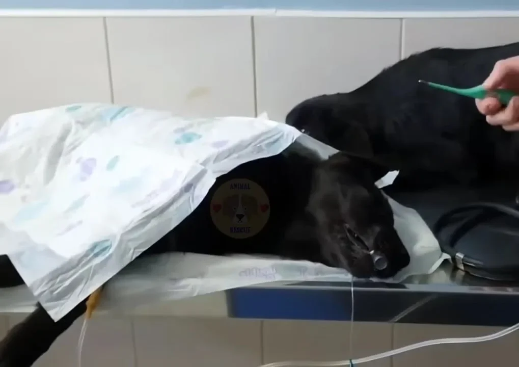 Hund beim Tierarzt erhält Behandlung.