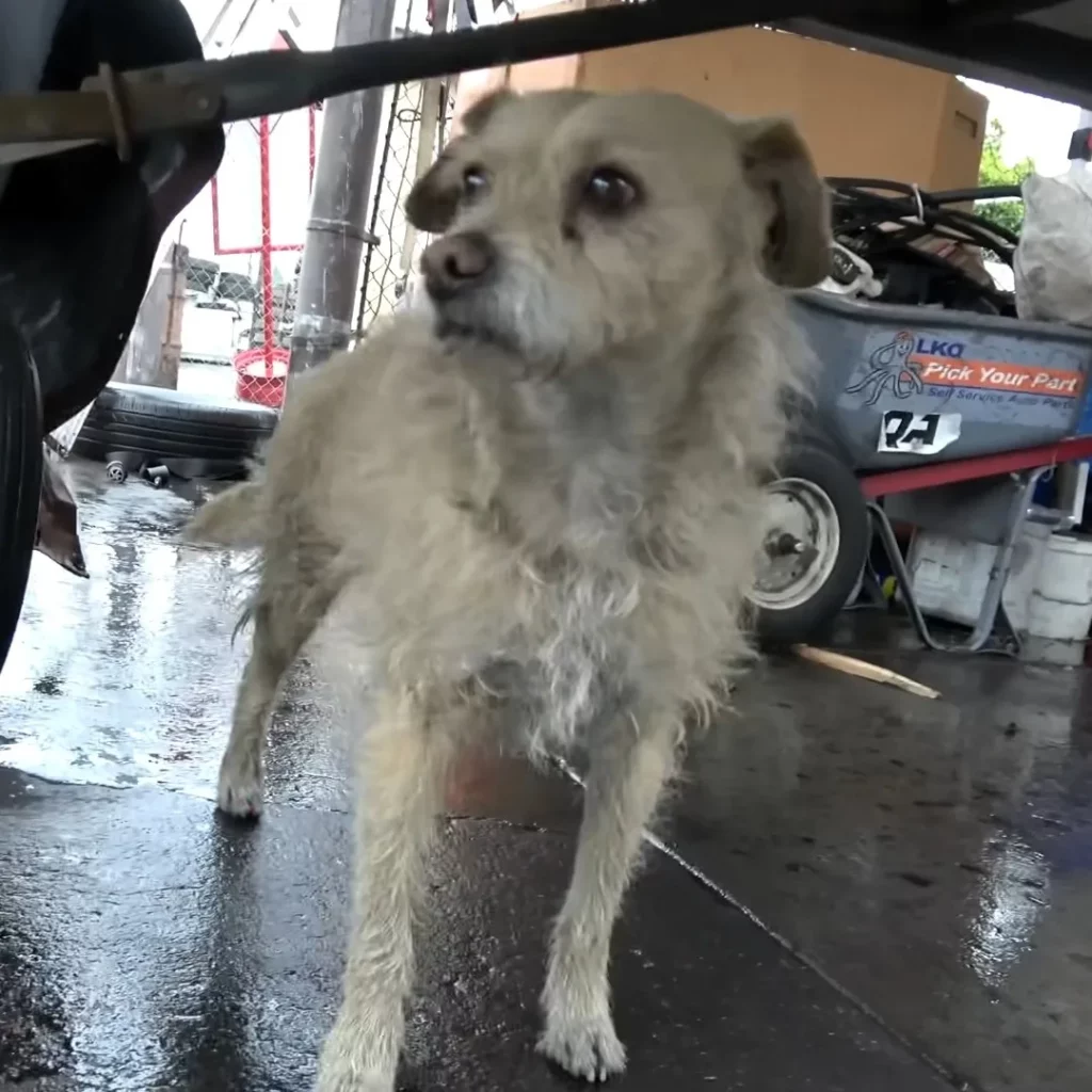 Hund steht unter einem Auto.