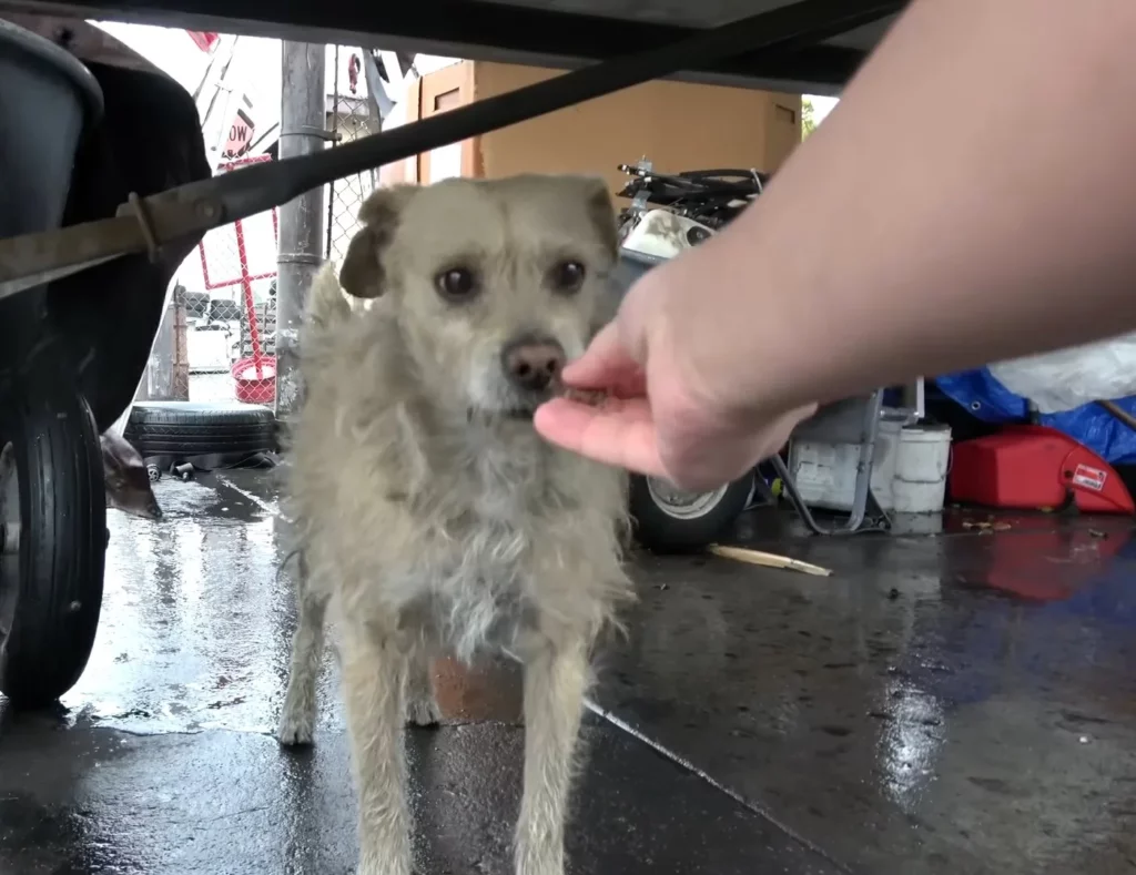 Kleiner Hund bekommt Streicheleinheit.