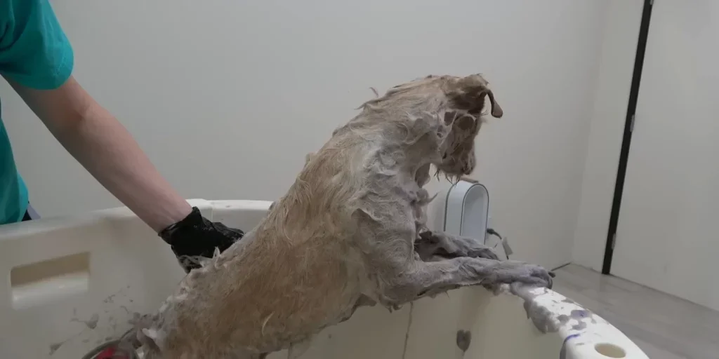 Hund wird in Badewanne gebadet.