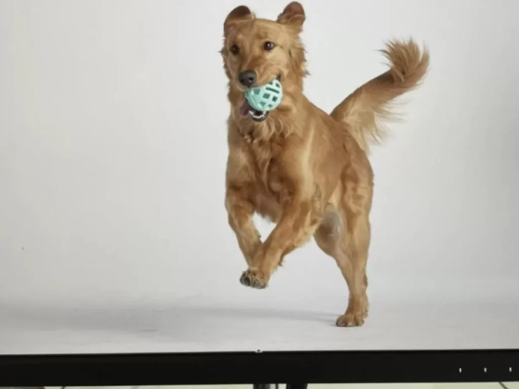 Hund spielt fröhlich mit Ball.