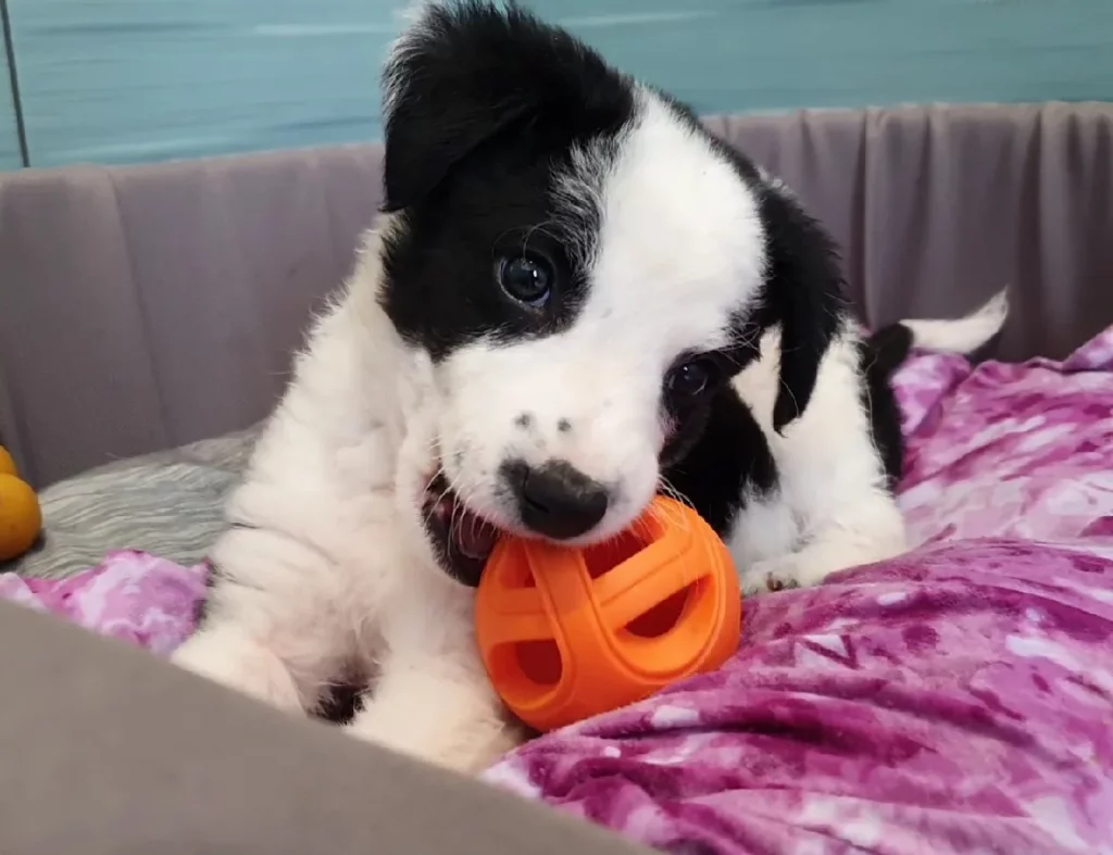 Welpe spielt mit orangenem Ball.