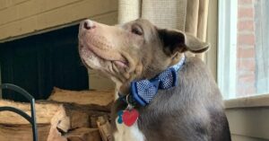 Hund mit Fliege schaut aus Fenster