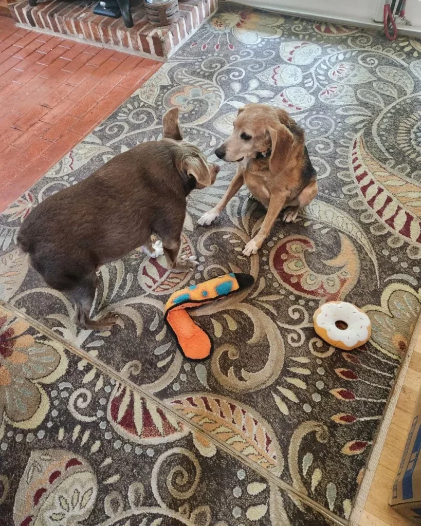 Zwei Hunde mit Spielzeug auf Teppich.