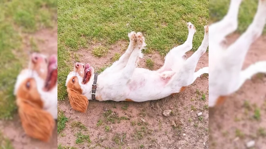 Hund spielt auf dem Rücken im Gras.