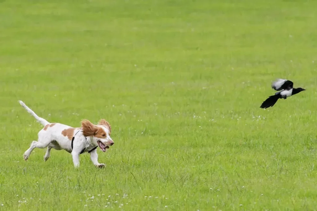 Hund jagt Vogel auf grünem Feld.