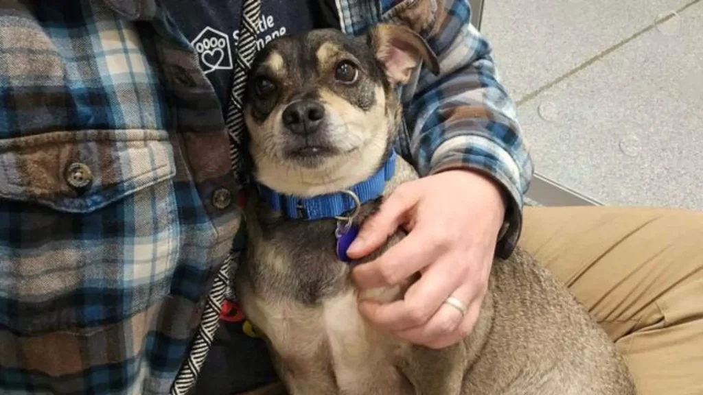 Hund mit blauem Halsband auf Schoß.