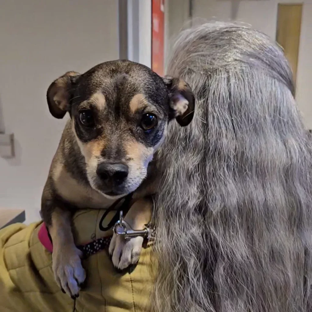 Hund auf Schulter einer Person mit grauen Haaren.