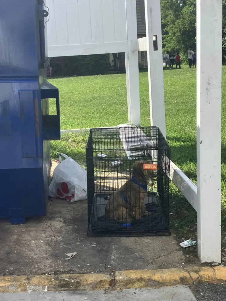 Katze in einer Falle neben Müllsäcken