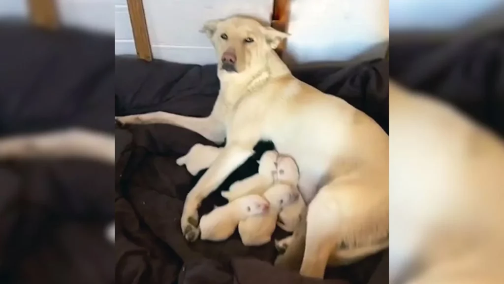 Labrador mit Welpen auf Decke.