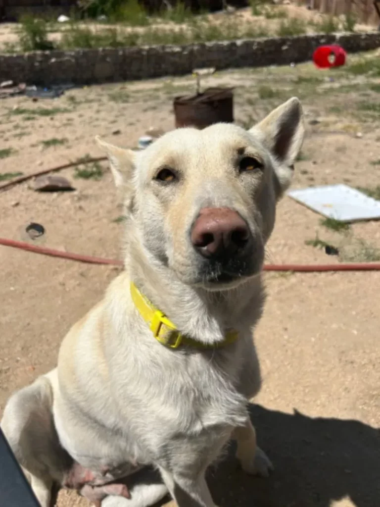 Weißer Hund mit gelbem Halsband sitzt draußen.