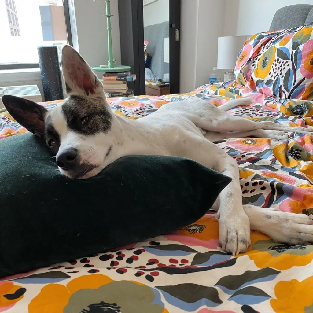 Hund entspannt auf buntem Bett.