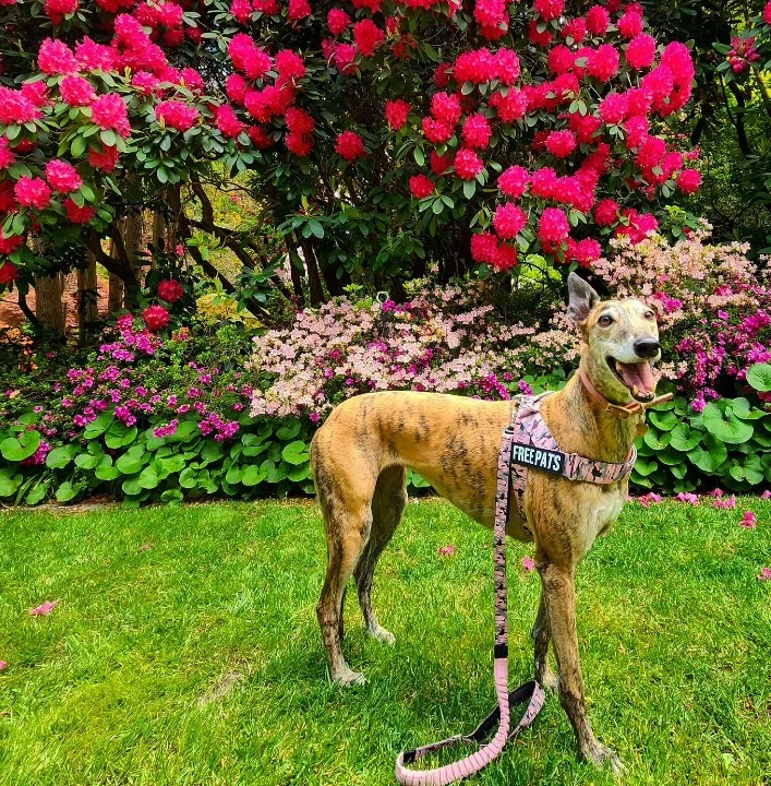 Windhund vor blühenden Rhododendren im Garten