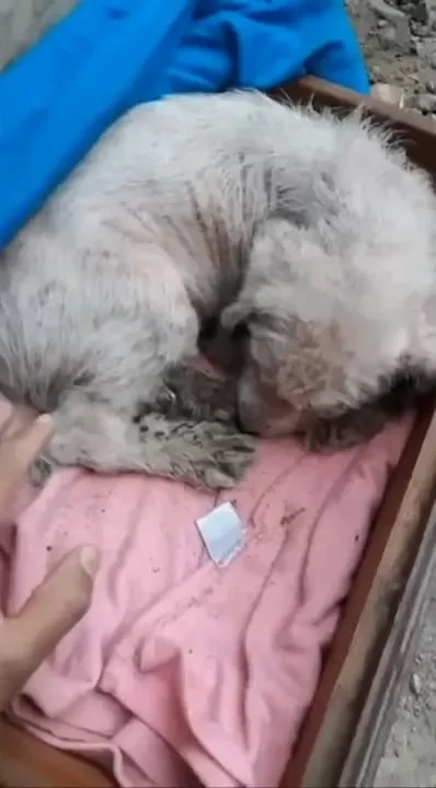 Verschlafener Hund kuschelt auf rosa Decke.