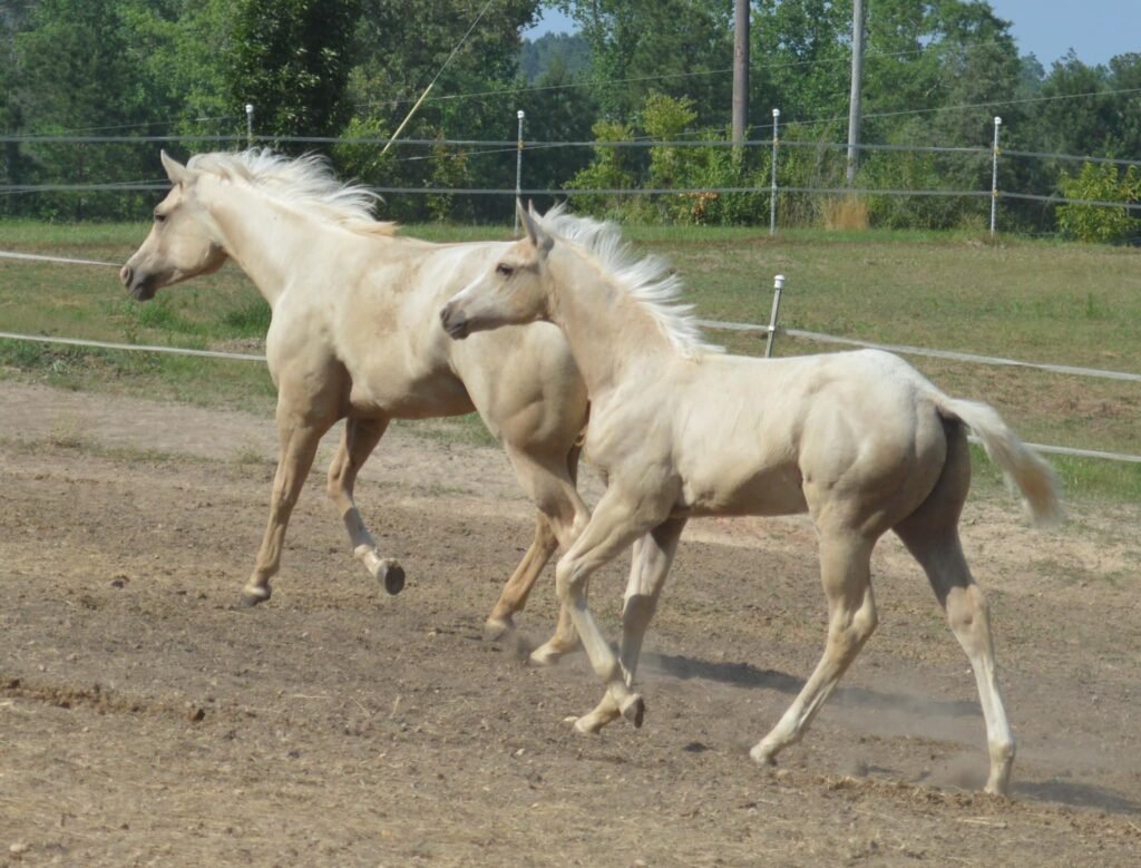 Zwei galoppierende Palomino-Pferde auf einer Weide.