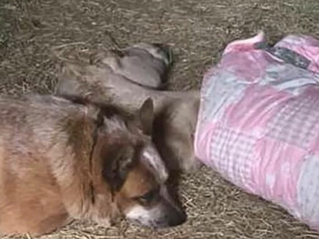 Hund neben Plastiksack auf dem Boden.