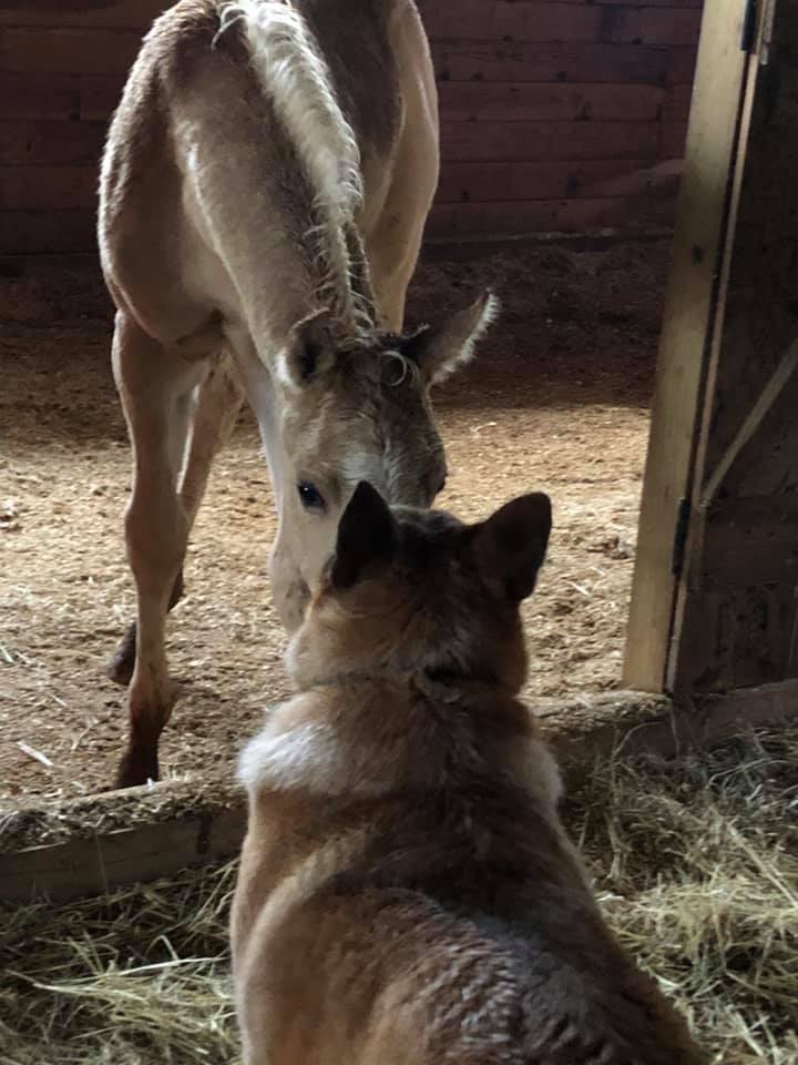 Pferd beschnuppert Hund im Stall