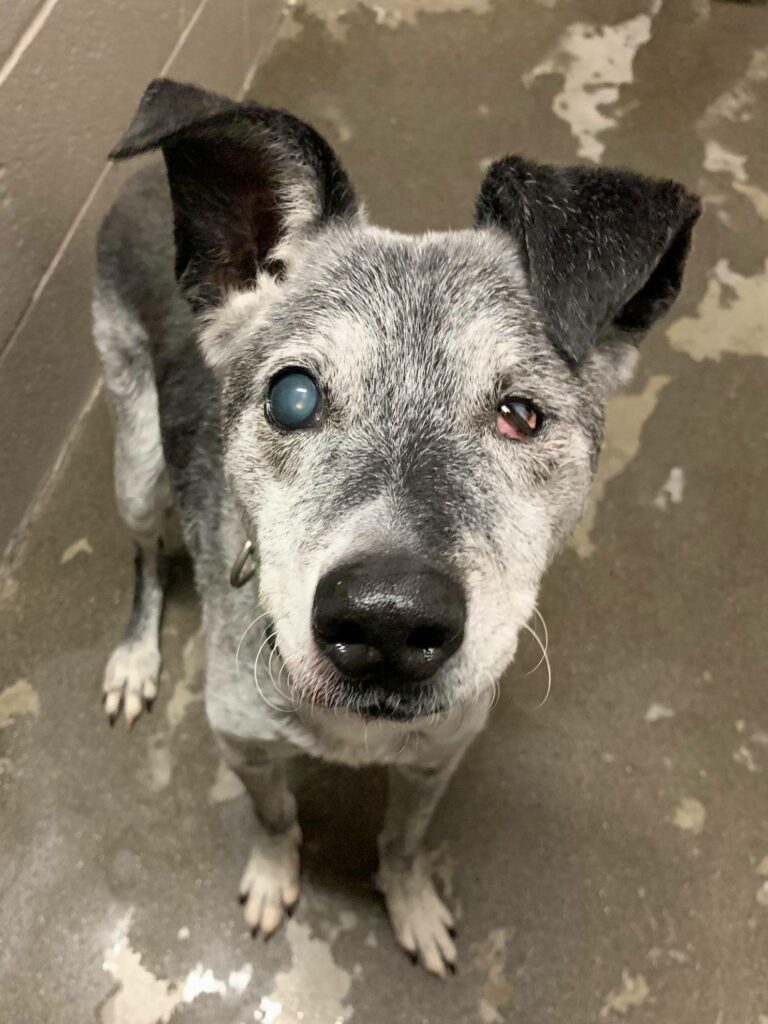 Grauer Hund mit unterschiedlich gefärbten Augen.