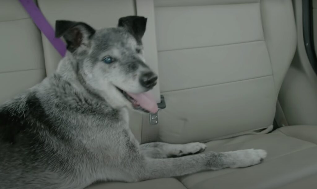 Hund sitzt sicher angeschnallt im Auto.