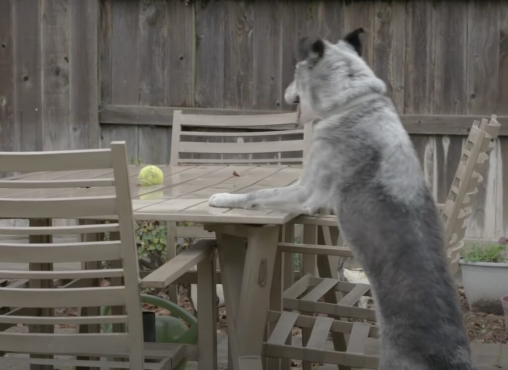 Hund sitzt wie Mensch am Gartentisch.