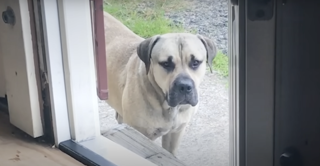 Hund steht an geöffneter Haustür.