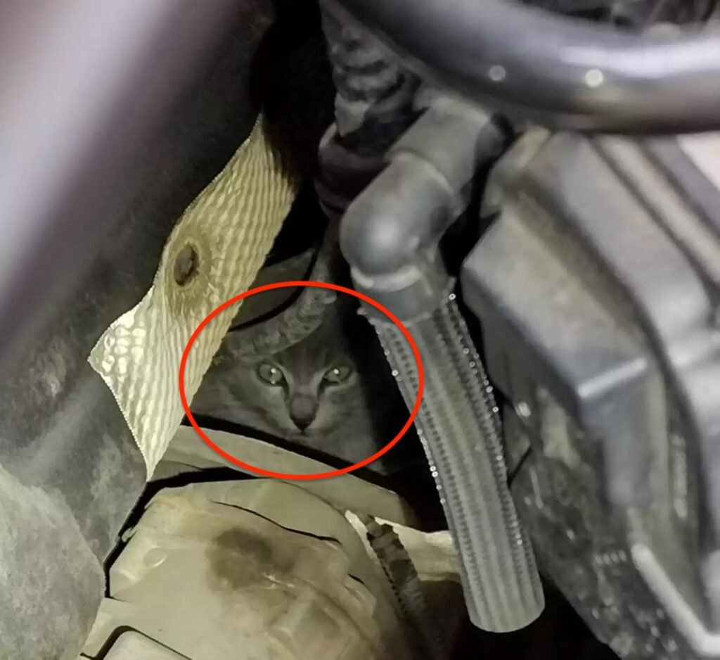 Katze versteckt im Motorraum eines Autos.