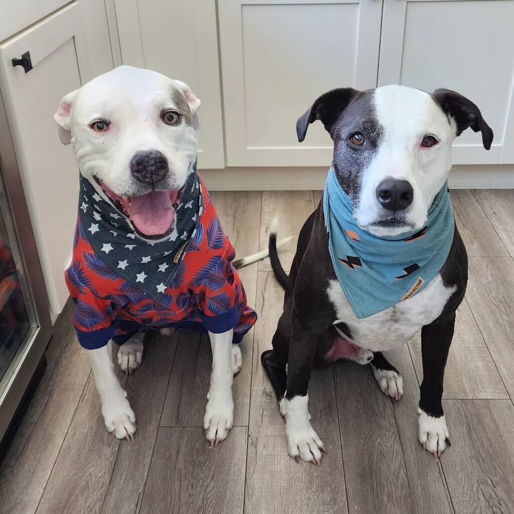Zwei Hunde in Halstüchern posieren.
