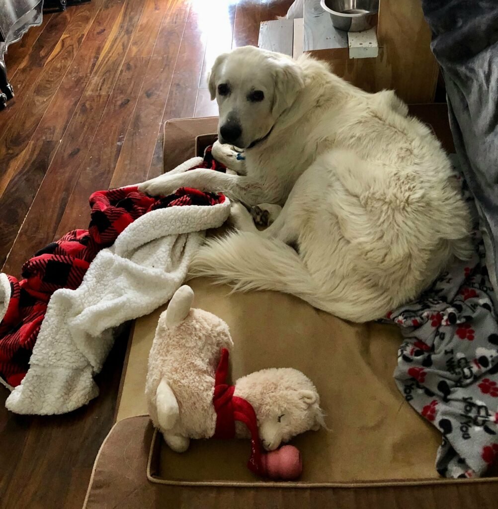 Weißer Hund mit Spielzeug auf Hundebett.