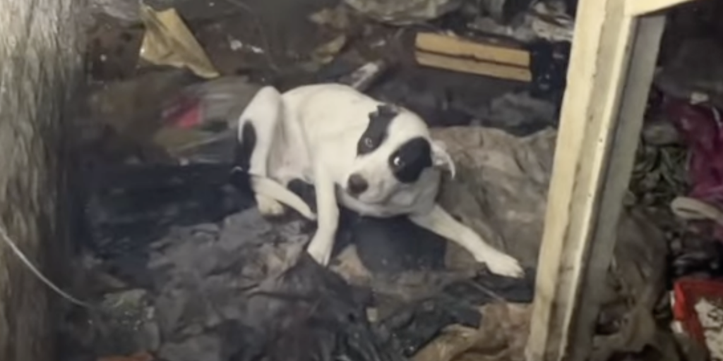 Hund liegt auf verschmutztem Boden.