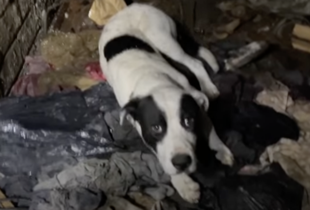 Schwarzer und weißer Hund liegt auf dem Boden.