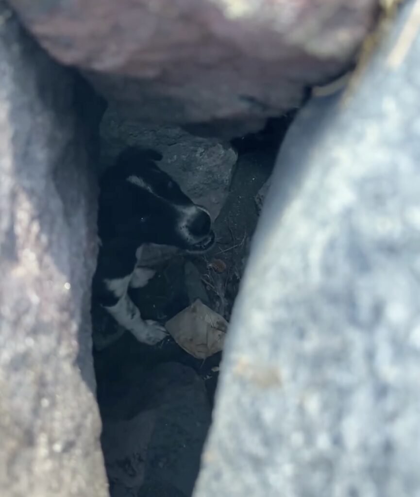 Hund schaut zwischen Felsen hervor.
