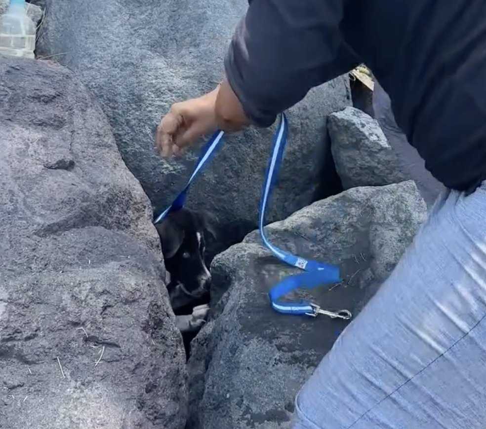 Hund in Felsspalte mit Leine.