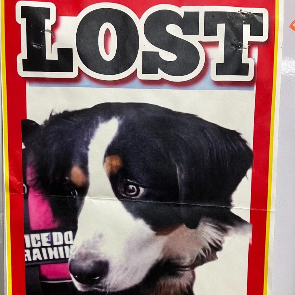 Vermisster Hund Suchplakat.