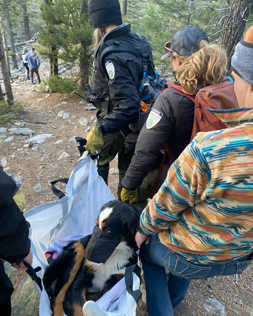 Rettungsteam hilft verletztem Hund im Wald.