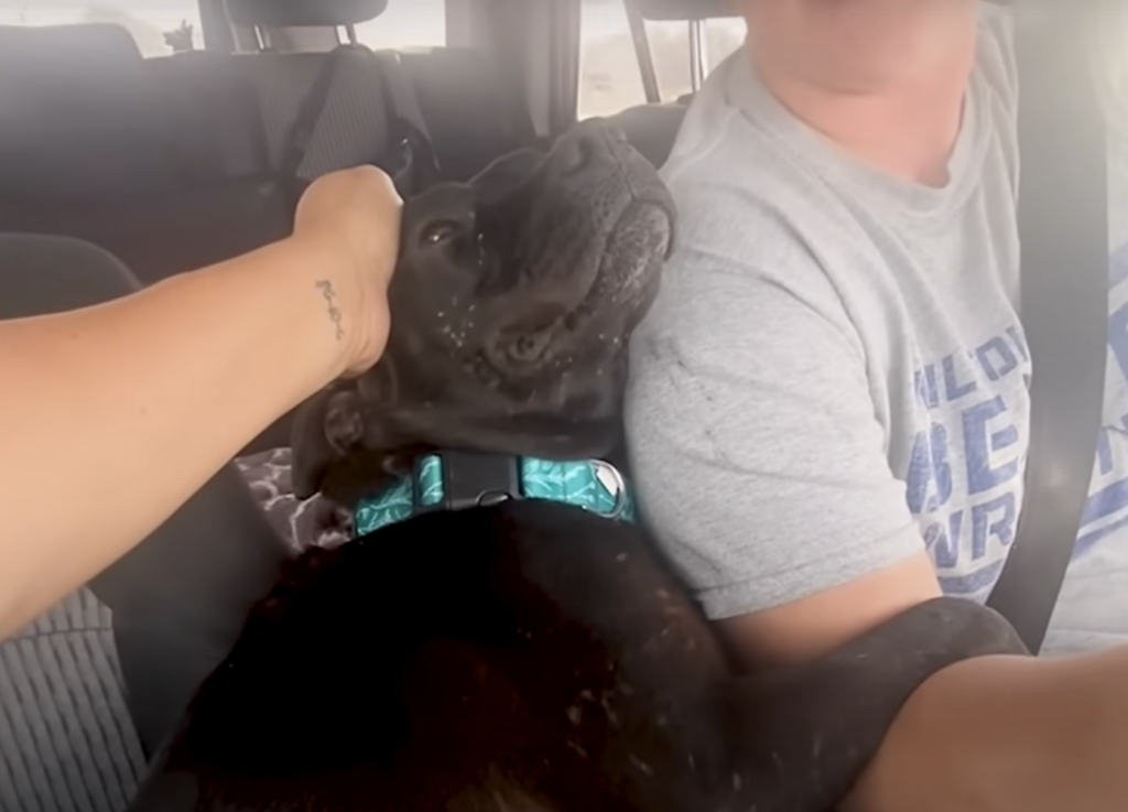 Hund kuschelt im Auto mit Mensch.
