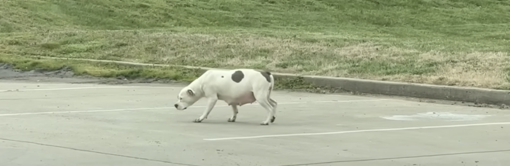 Kuh überquert eine Straße.